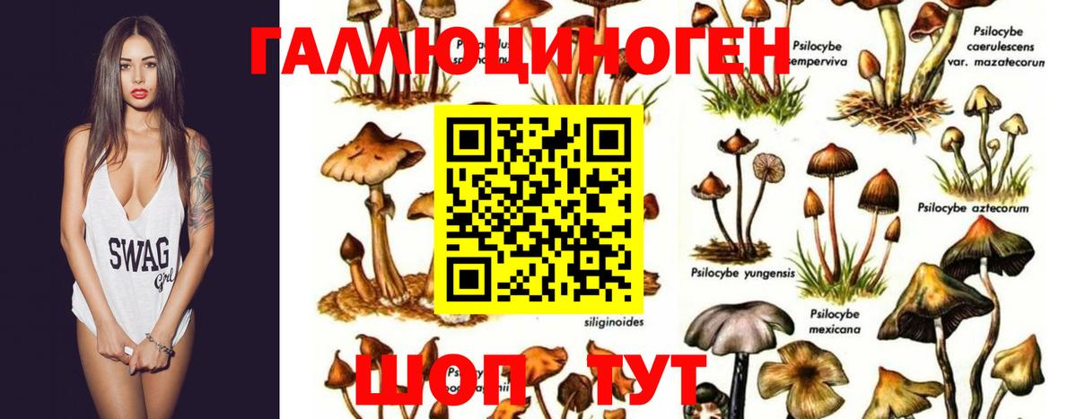 Псилоцибиновые грибы Psilocybe  Вход с VPN  Пыть-Ях  Галлюциногенные грибы мицелий 